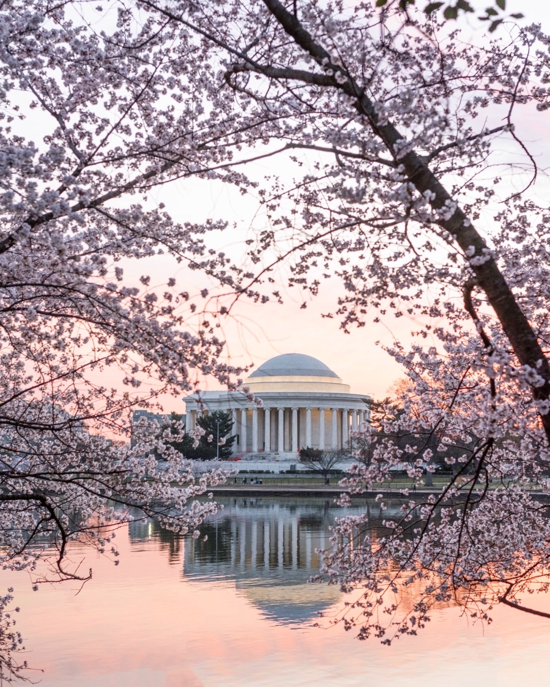 Washington DC Cherry Blossom Photos