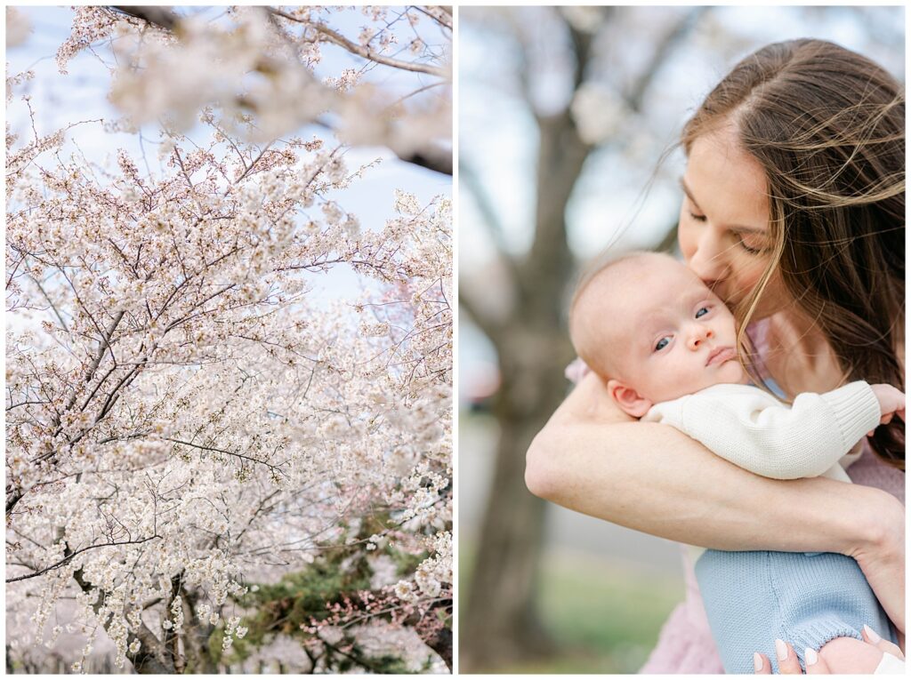 Washington DC Cherry Blossom Family Photos