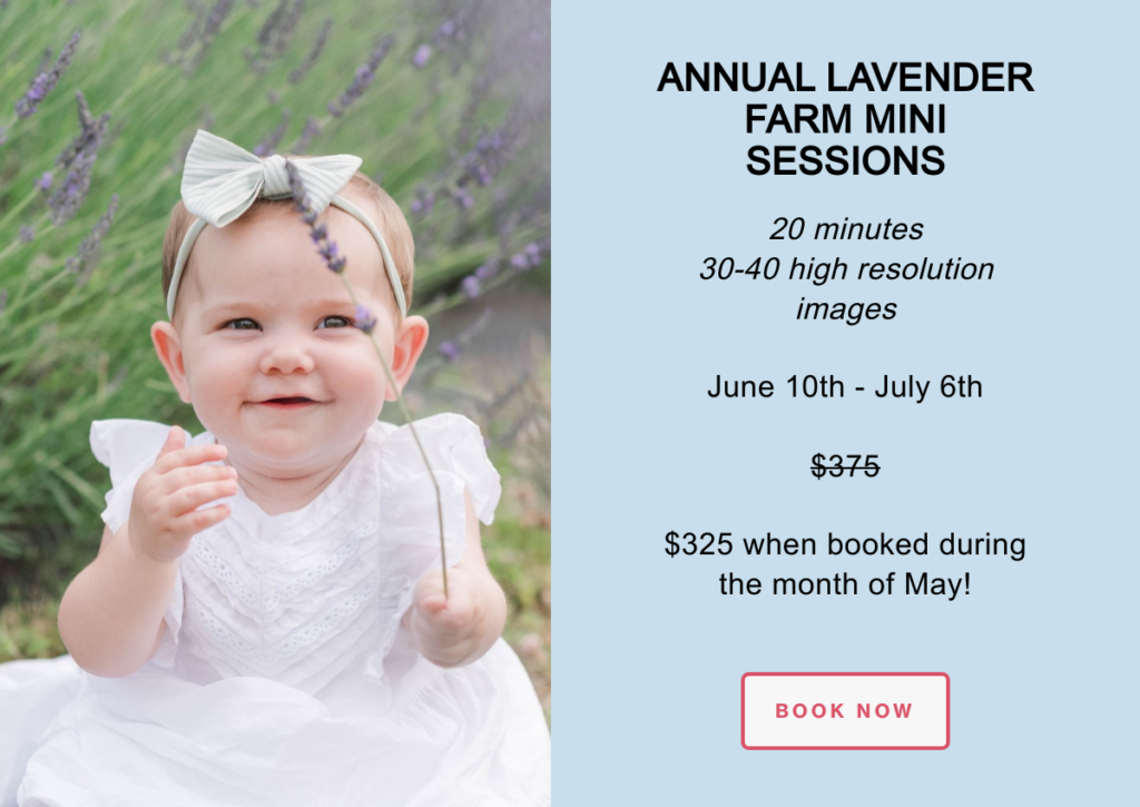 2024 DMV Lavender Farm Mini Sessions